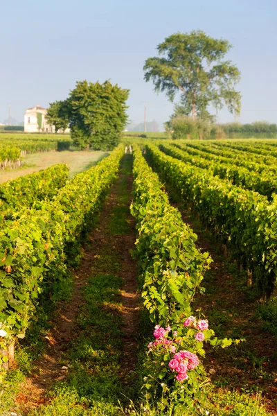 Vingårdar Nära Saint Emilion Bordeaux Francie — Stockfoto