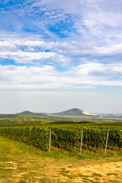 Vignobles Près Villany Baranya Hongrie Sud — Photo