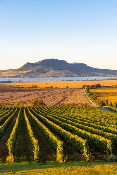 Vignobles Automne Sous Palava Près Sonberk Moravie Sud République Tchèque — Photo