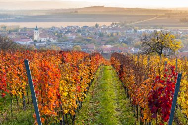 Blatnice kapsülündeki sonbahar üzüm bağları Svatym Antoninkem, Güney Moravya, Çek Cumhuriyeti