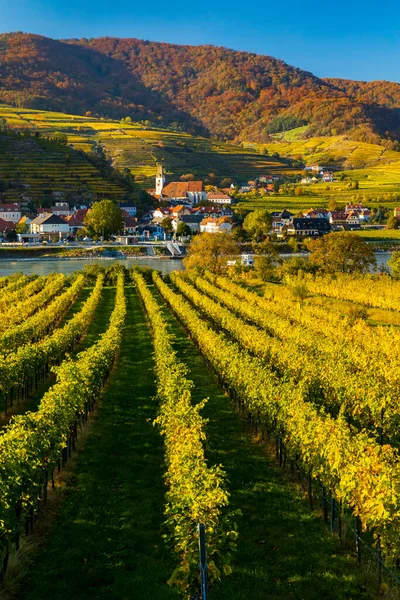 Vigneto Autunnale Spitz Nella Regione Wachau Austria — Foto Stock