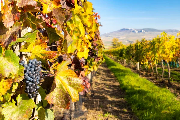 Viñedos Cerca Dolni Dunajovice Región Palava Sur Moravia República Checa — Foto de Stock