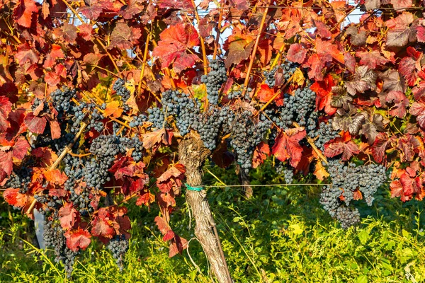 Herbstliche Weinberge Blatnice Pod Svatym Antoninkem Südmähren Tschechische Republik — Stockfoto