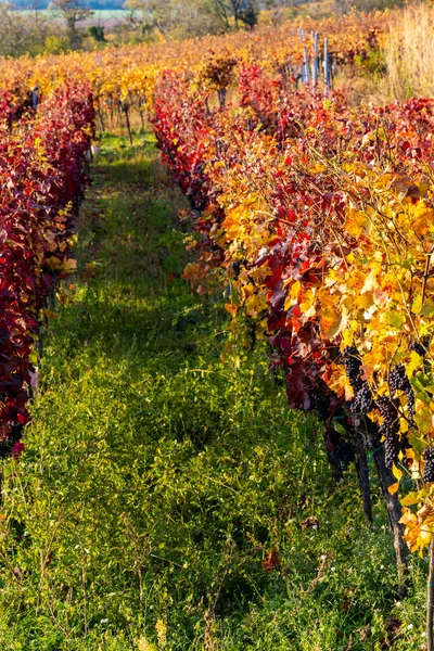 Herbstliche Weinberge Blatnice Pod Svatym Antoninkem Südmähren Tschechische Republik — Stockfoto