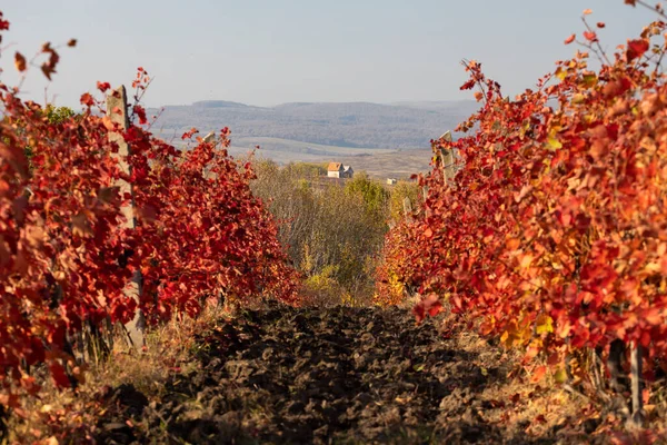 Vigneto Vicino Alla Città Eger Ungheria Settentrionale — Foto Stock