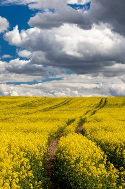 Çek Cumhuriyeti, Merkez Bohemya 'daki tecavüz tarlası