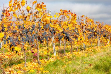 Mavi üzümler Zweigeltrebe, Aşağı Avusturya, Avusturya