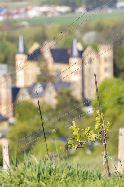 Vineyard Bzenec Castle Southern Moravia Czech Repblic — Stock Photo, Image