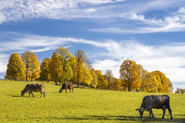 Autumn Landscape Dachstein Region Austria — Stock Photo, Image