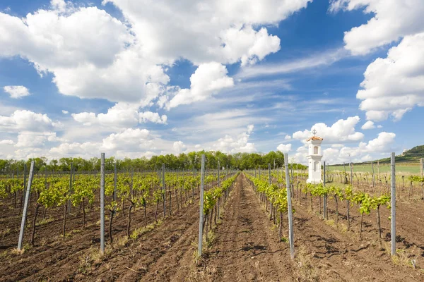 Виноградники Палава Моравийский Край Чехия — стоковое фото