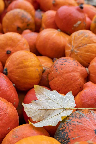 Diferentes Tipos Calabazas Mercado Otoño Austria — Foto de Stock