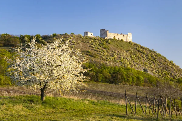 Spring Landscape Pavlov Devicky Ruins Palava Southern Moravia Czech Republic — Stock Photo, Image