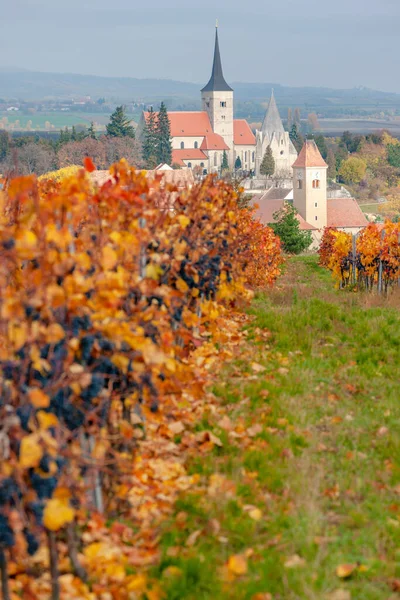 Jesienna Winnica Koło Pulkau Dolna Austria Austria — Zdjęcie stockowe