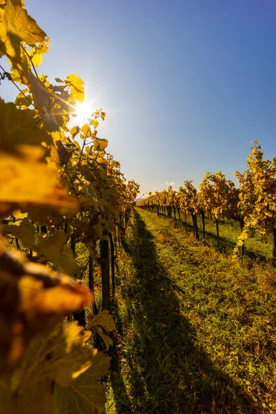 Herbstweinberg Bei Langenlois Niederösterreich Österreich — Stockfoto