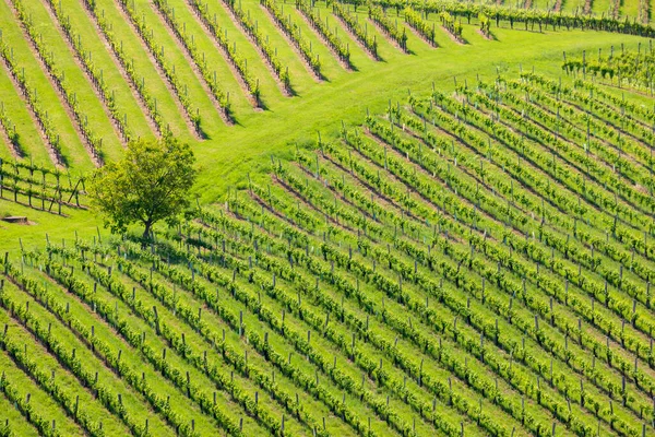 Vignoble Frontière Slovène Autrichienne Styrie — Photo