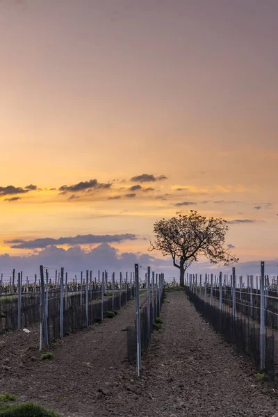 Salida Del Sol Viñedos Cerca Velke Bilovice Sur Moravia República — Foto de Stock