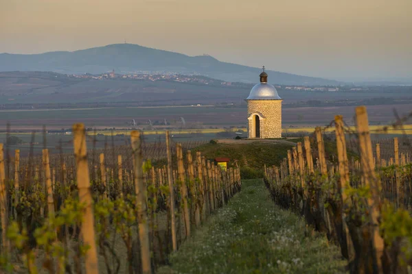 Viñedos Cerca Velke Bilovice Con Palava Sur Moravia República Checa —  Fotos de Stock