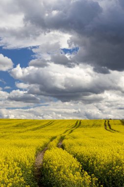 Çek Cumhuriyeti, Merkez Bohemya 'daki tecavüz tarlası