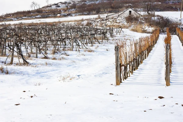 Vinhas Perto Sarospatak Região Tokaj Hungria — Fotografia de Stock