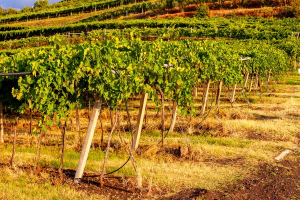 Вид Виноградник Fitta Венето Италия — стоковое фото