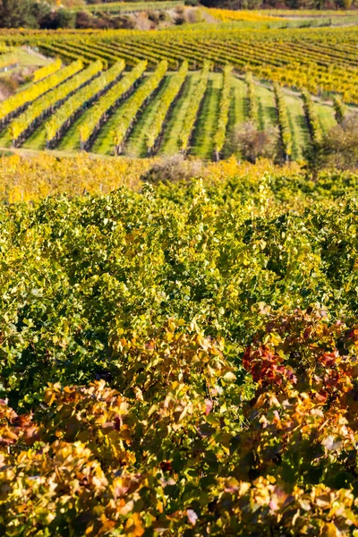 Podzimní Vinice Langenlois Dolní Rakousko Rakousko — Stock fotografie