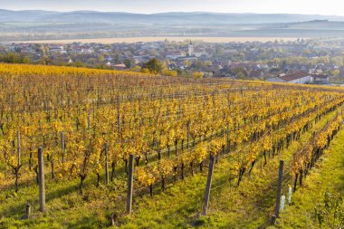 Blatnice kapsülündeki sonbahar üzüm bağları Svatym Antoninkem, Güney Moravya, Çek Cumhuriyeti