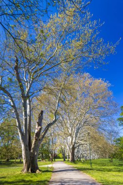 Straznice, Güney Moravya, Çek Cumhuriyeti 'ndeki Castle Park' taki uçak yolu.