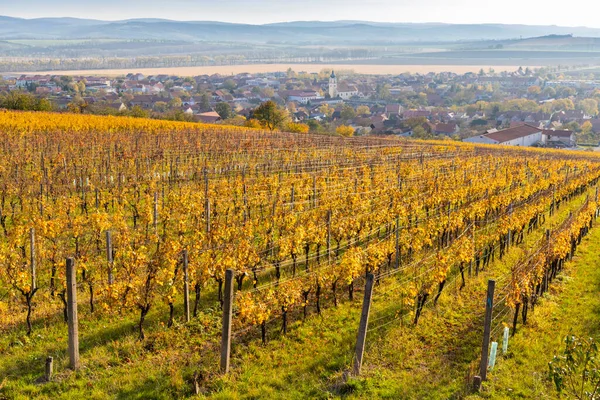 Viñedos Otoño Blatnice Pod Svatym Antoninkem Moravia Del Sur República — Foto de Stock