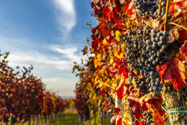 Kebun Anggur Musim Gugur Blatnice Pod Svatym Antoninkem Moravia Selatan — Stok Foto