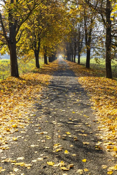 ハンガリー北部のバンホルヴァティ近くの秋の路地 — ストック写真
