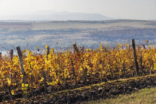 Autumn Vineyard Eger Northern Hungary — Stock Photo, Image