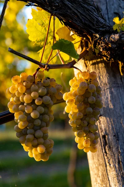 ワイン産地ワチュウはオーストリアのワイン収穫時に — ストック写真