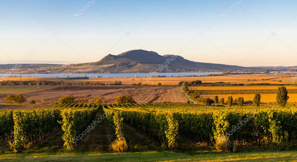 Autumn vineyards under Palava near Sonberk, South Moravia, Czech Republic