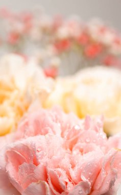 Beyaz arka planda çiçeklerle dolu bir hayat