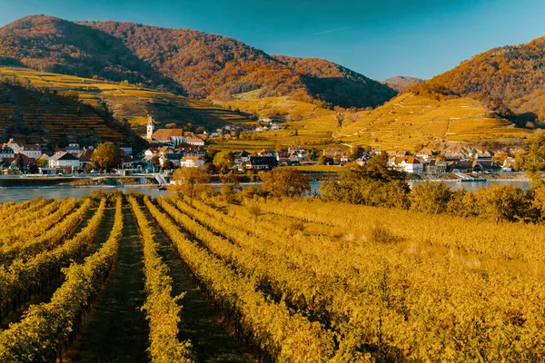 Vigneto Autunnale Spitz Nella Regione Wachau Austria — Foto Stock