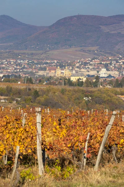 Vineyard City Eger Northern Hungary — Stock Photo, Image