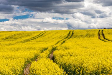 Çek Cumhuriyeti, Merkez Bohemya 'daki tecavüz tarlası