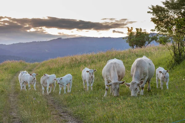 Vacas Brancas Região Spis Eslováquia — Fotografia de Stock