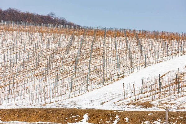 Winnice Pobliżu Vinicky Region Tokaj Słowacja — Zdjęcie stockowe