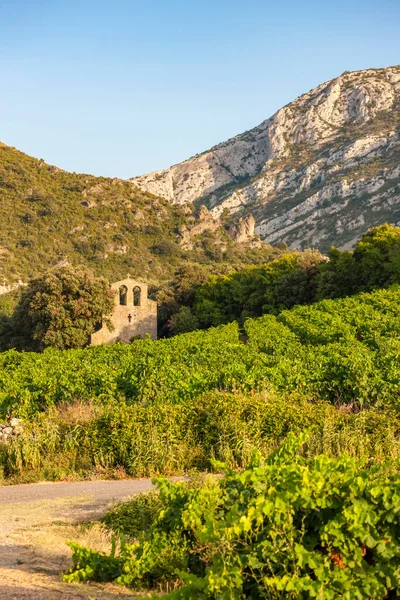 Winnice Regionie Winiarskim Languedoc Roussillon Roussillon Francja — Zdjęcie stockowe