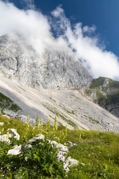 Fjällflora Nära Mangart Triglav Nationalpark Julian Alps Slovenien — Stockfoto