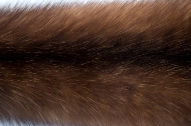 Rus Barguzin samur kürk