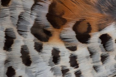 Ela Orman Tavuğu tüyler closeup