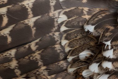 Ela Orman Tavuğu tüyler closeup