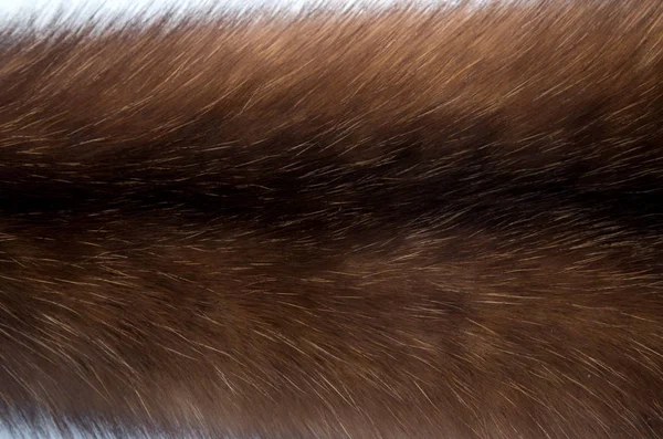 Rus Barguzin samur kürk