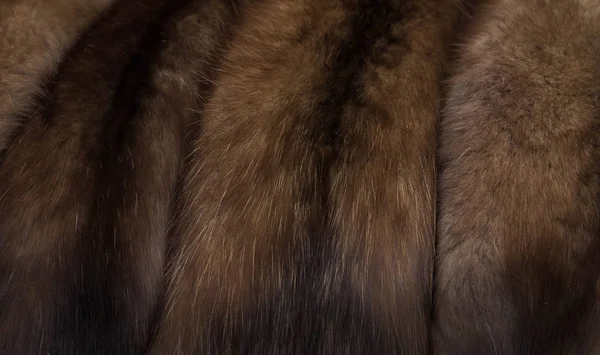 Rus Barguzin samur kürk