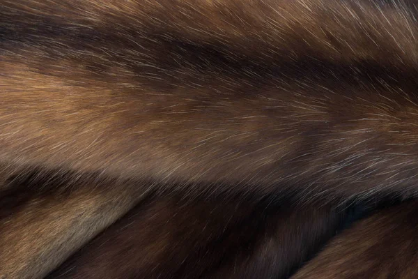 Rus Barguzin samur kürk