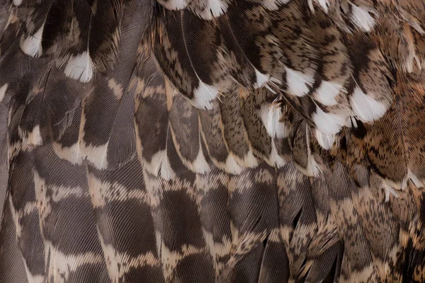 Ela Orman Tavuğu tüyler closeup