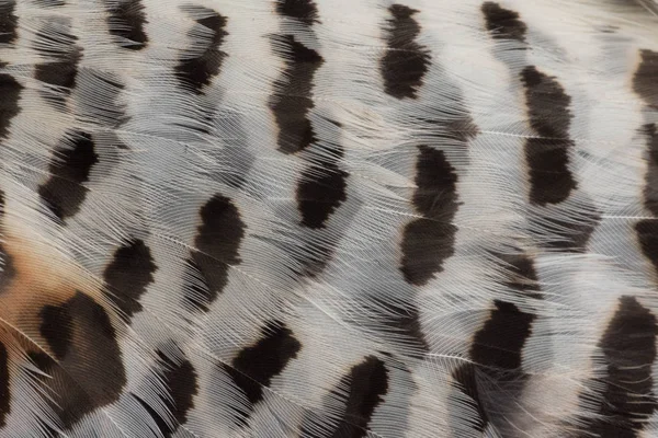 Ela Orman Tavuğu tüyler closeup