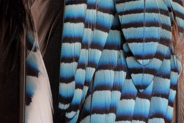 Bayağı alakarga (Garrulus glandarius) Mavi çizgili tüy portre